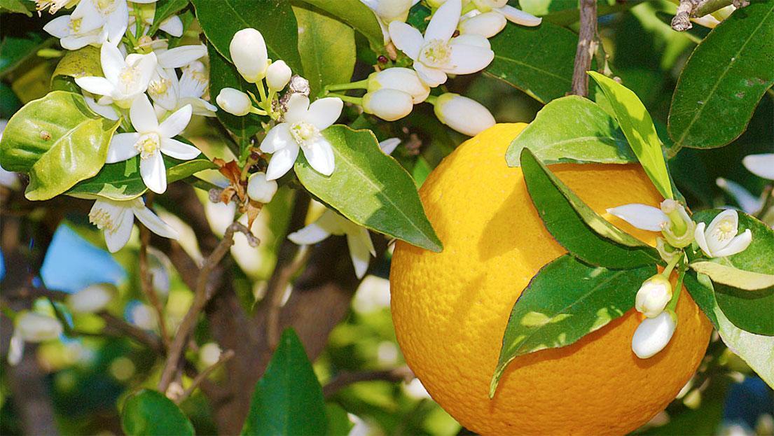 Ifioridisicilia Bed and Breakfast Campofelice Di Roccella Εξωτερικό φωτογραφία