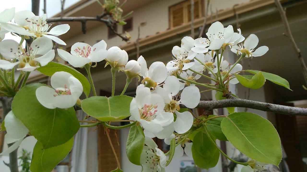 Ifioridisicilia Bed and Breakfast Campofelice Di Roccella Εξωτερικό φωτογραφία